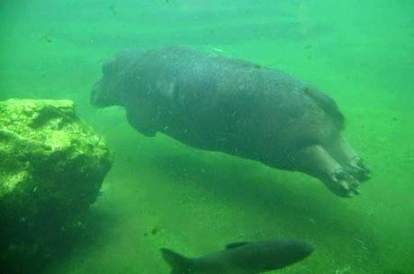 Temaikén, Tierra de Vida