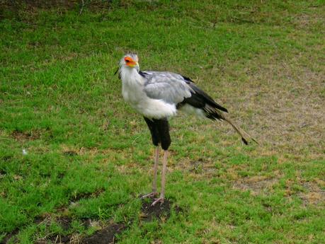 Temaikén, Tierra de Vida