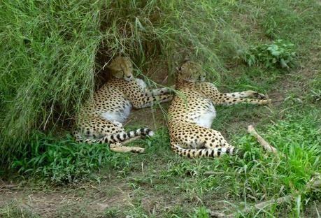 Temaikén, Tierra de Vida