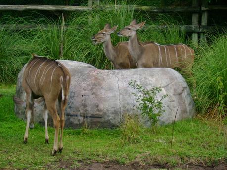 Temaikén, Tierra de Vida