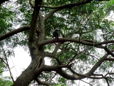 Temaikén, Tierra de Vida