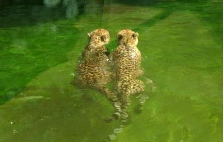 Temaikén, Tierra de Vida