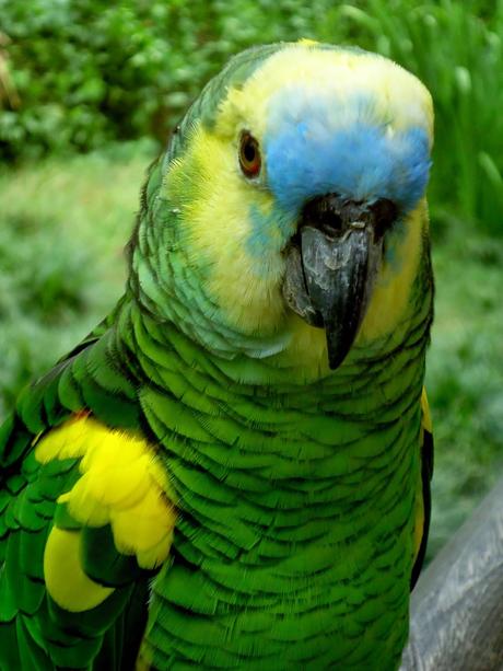 Temaikén, Tierra de Vida