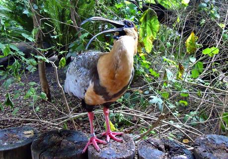 Temaikén, Tierra de Vida