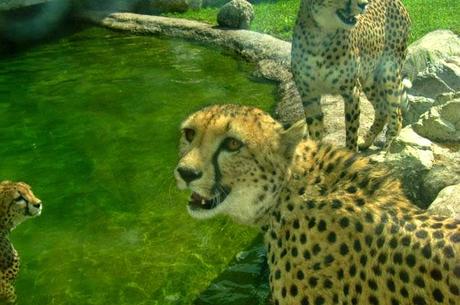 Temaikén, Tierra de Vida