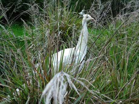 Temaikén, Tierra de Vida
