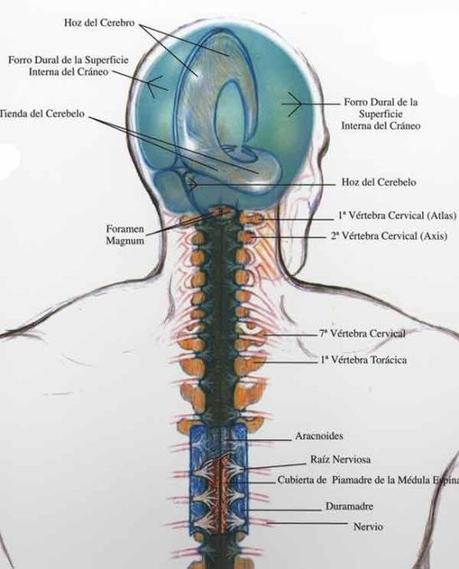 Terapia Craneosacral