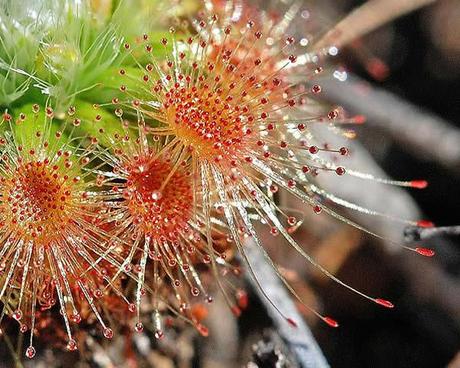 drosera-08