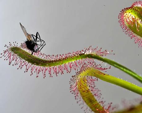 drosera-04
