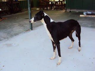 Chanel, galga perdida en Badajoz capital