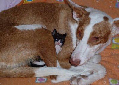 Un caso especial en adopción:Fiona y Kitty perra y gatita.