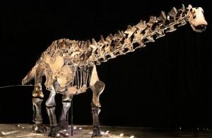 ¿Adiós a Diplodocus? (¡Entre otros!)