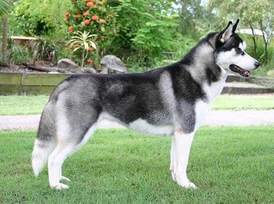 HUSKY SIBERIÀ