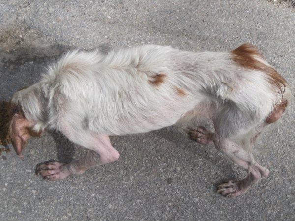 Bella, maltratada y abandonada, dejandose morir Jaén