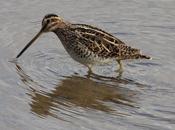 Agachadiza común-gallinago gallinago-commo snipe