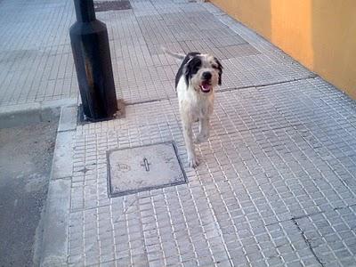 Precioso perrito que necesita ayuda urgente.