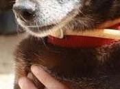 Sevilla. acto "simple" egoísmo: ADOPCIÓN QUINO bailón.