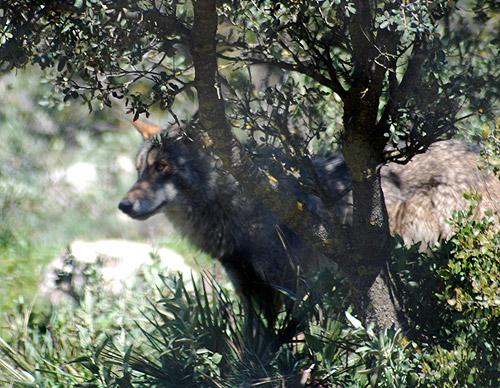 Estafando con lobos