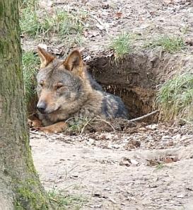 Estafando con lobos