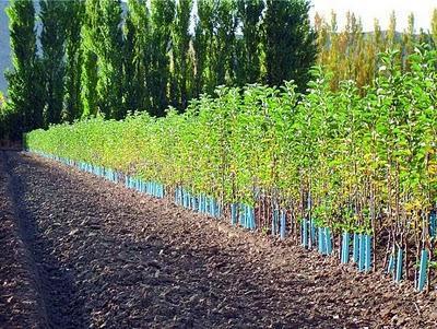 Viveros para la vida.