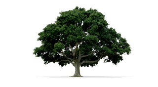 Segundo Encuentro Internacional Amigos de los Árboles