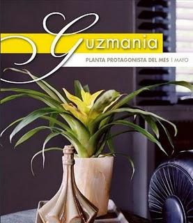 Guzmania. Planta de Mayo