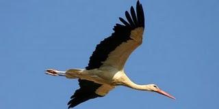 Turismo Ornitológico en Extremadura