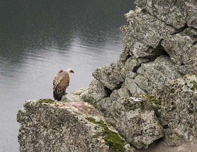 Turismo Ornitológico en Extremadura