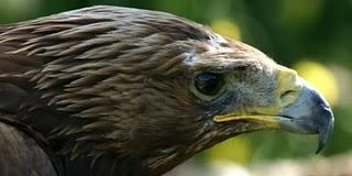 Turismo Ornitológico en Extremadura