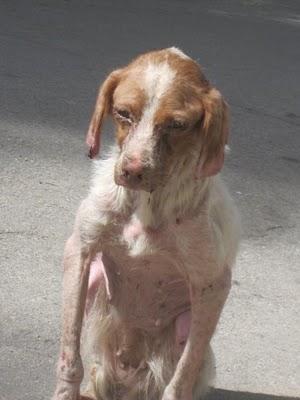 Con lluvia, frio y atropellada, Bella esta en la calle, extremadamente URGENTE.