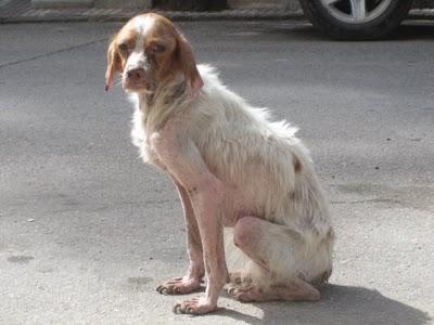 Con lluvia, frio y atropellada, Bella esta en la calle, extremadamente URGENTE.