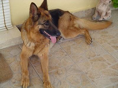 Sara en Adopción