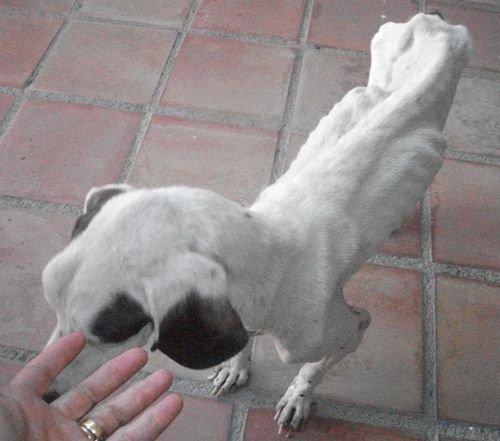 Bienvenida, no pudo luchar más :(