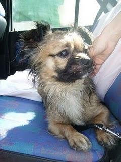 TIMI, rescatado de una casa donde lo maltrataban.