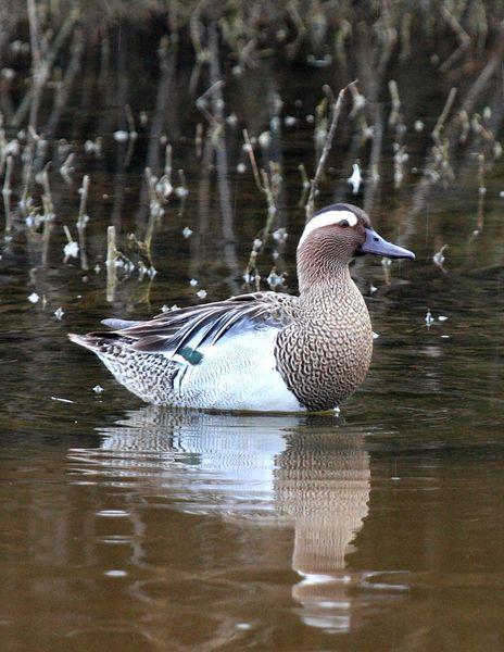 CERCETA CARRETONA-ANAS QUERQUEDULA-GARGANEY