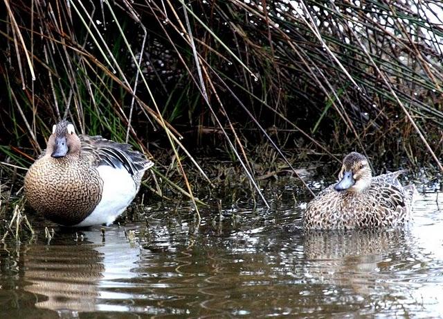 CERCETA CARRETONA-ANAS QUERQUEDULA-GARGANEY