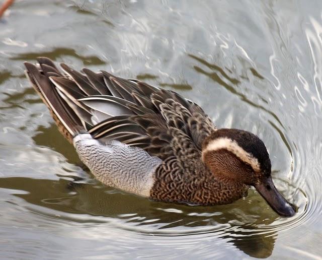 CERCETA CARRETONA-ANAS QUERQUEDULA-GARGANEY