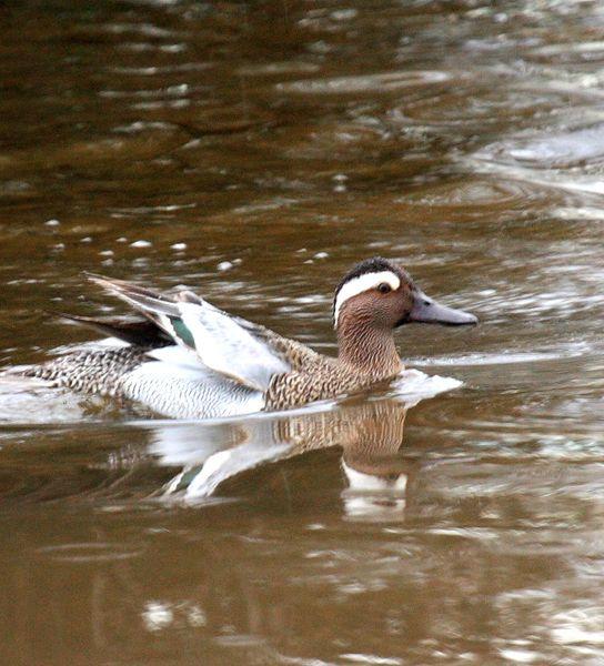 CERCETA CARRETONA-ANAS QUERQUEDULA-GARGANEY
