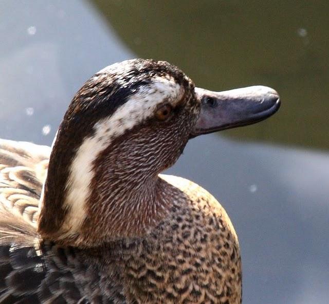 CERCETA CARRETONA-ANAS QUERQUEDULA-GARGANEY