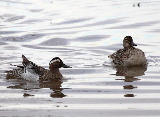 CERCETA CARRETONA-ANAS QUERQUEDULA-GARGANEY