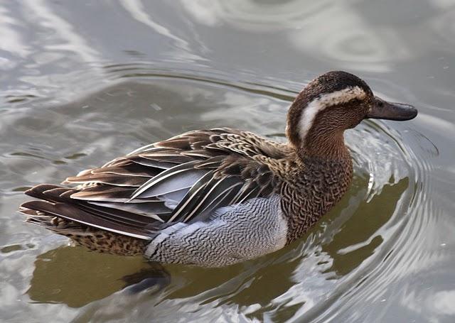 CERCETA CARRETONA-ANAS QUERQUEDULA-GARGANEY