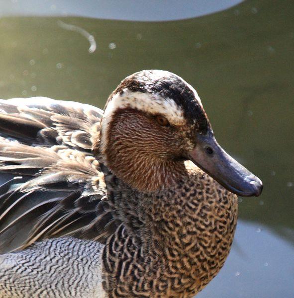 CERCETA CARRETONA-ANAS QUERQUEDULA-GARGANEY