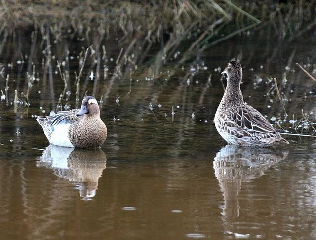CERCETA CARRETONA-ANAS QUERQUEDULA-GARGANEY