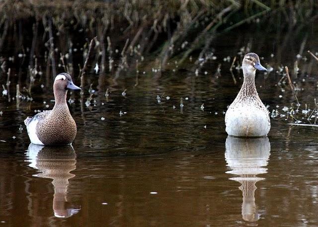 CERCETA CARRETONA-ANAS QUERQUEDULA-GARGANEY
