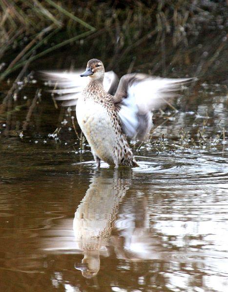 CERCETA CARRETONA-ANAS QUERQUEDULA-GARGANEY