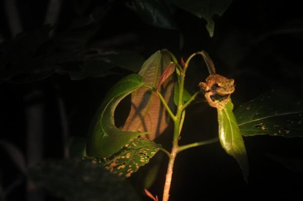 Paseo nocturno por la selva – Quinta actividad