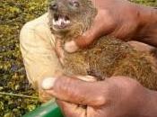 Nueva especie mamifero carnivoro descubierto Madagascar