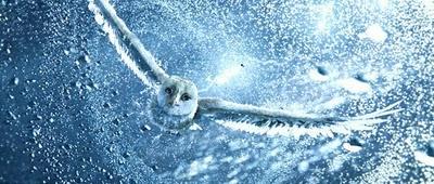 Ga'Hoole La Leyenda de los Guardianes By Mixman