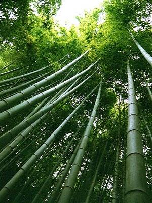 EL HELECHO Y EL BAMBÚ