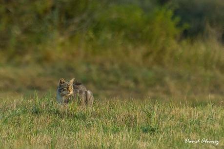 La gata montesa y la carrera de armamentos